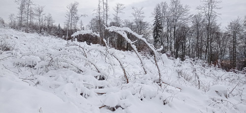 IMG 20240121 111231.jpg