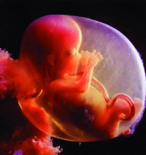 baby movements during pregnancy 6th month.webp