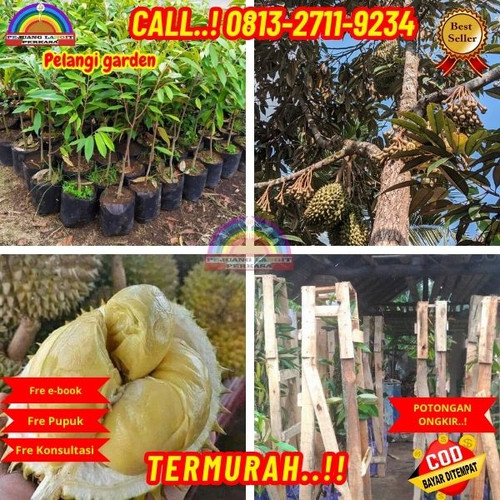 GRATIS KONSULTASI ! H.Tovix CALL: 0813-2711-9234 Jual Pohon Durian Kaki 3 Berbuah Ke Kec.Sungai Liat.jpg