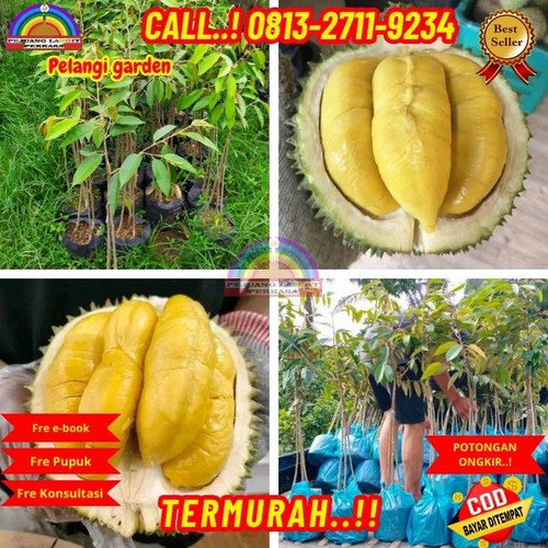 BISA NEGO ! H.Tovix CALL: 0813-2711-9234 Jual Pohon Durian Kane Ke Kec.Sungai Liat-Desa Air Buluh.jpg