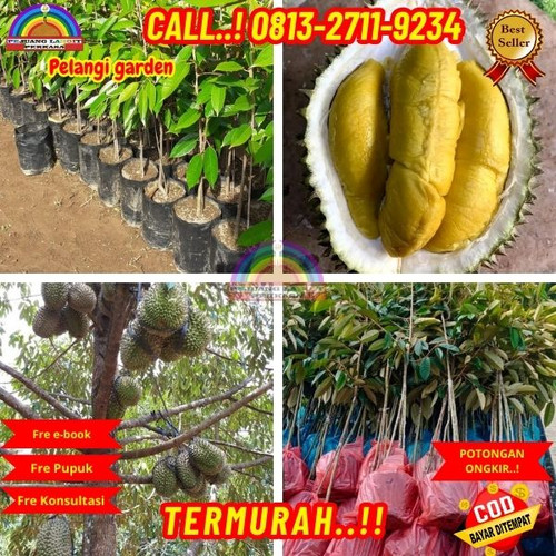 HARGA TERJANGKAU ! H.Tovix CALL: 0813-2711-9234 Jual Pohon Durian Kaki Tiga Ke Kec.Sungai Liat-Desa.jpg