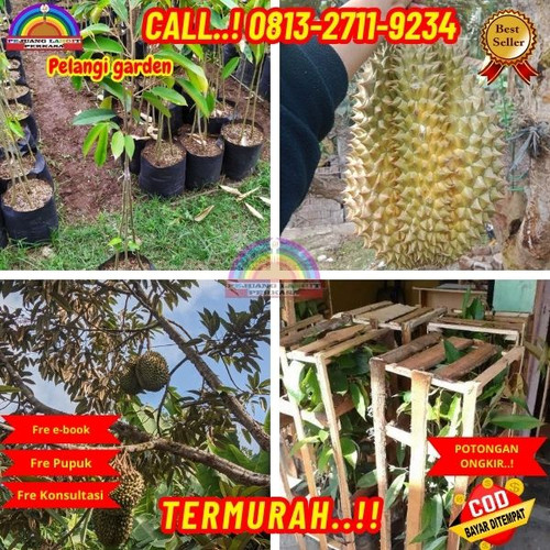 PROMO TERBATAS ! H.Tovix CALL: 0813-2711-9234 Jual Pohon Durian Lokal Ke Kec.Sungai Liat-Desa Air Ta.jpg