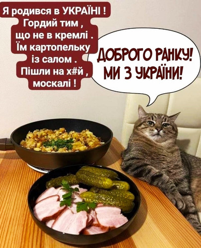 Кіт.jpg