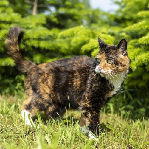 katze1.jpg