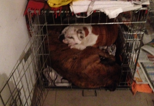 dogs.png