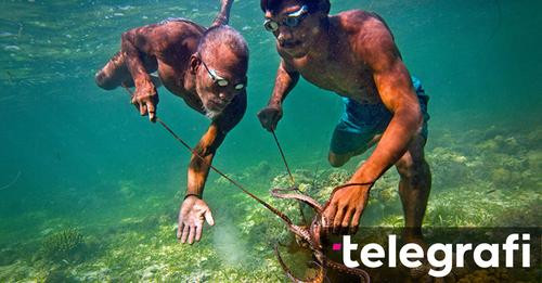 10819156280254171147?url=https%3A%2F%2Ftelegrafi.com%2Fwp content%2Fuploads%2F2024%2F06%2Foctopus sa.jpg