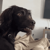 seriously confused huh 2.gif