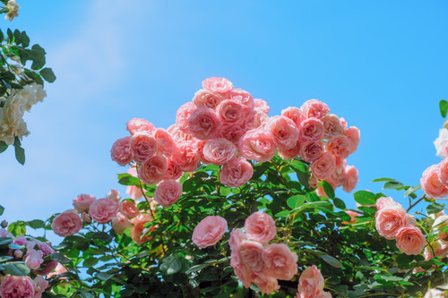 DSC03081.jpg