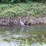 Orléans Ile Charlemagne 15