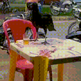 ptica1.gif