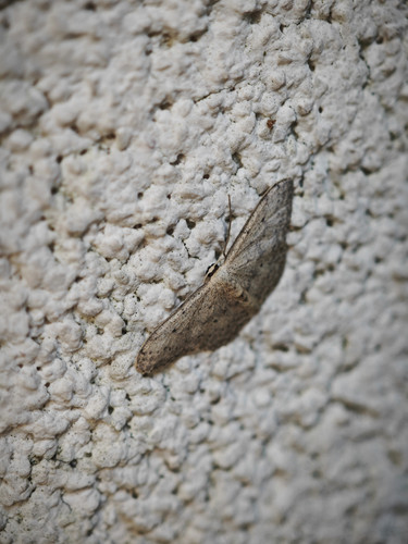 IMG 20240519 165435.jpg