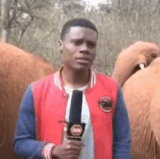 elephant.gif