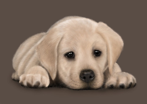 Labrador puppy kortti.jpg