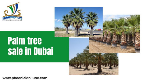 Palm tree sale in Dubai.jpg