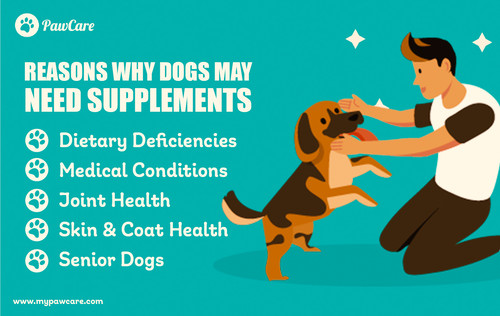 Reasons Why Dogs May Need Supplements.jpg