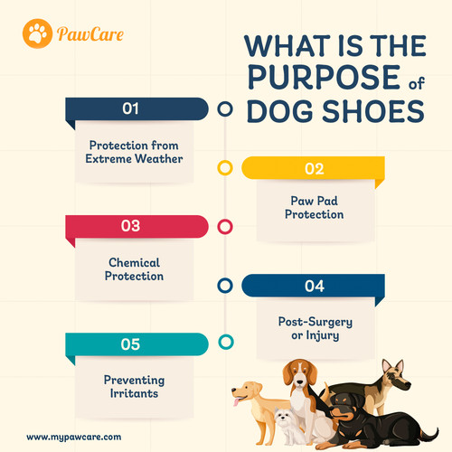 What is the purpose of dog shoes.jpg