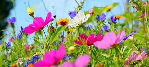 bloementuin | Bloomboost.nl.webp