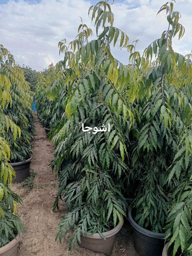 WhatsApp Image 2024 01 26 at 13.14.45 ef156ac5.jpg