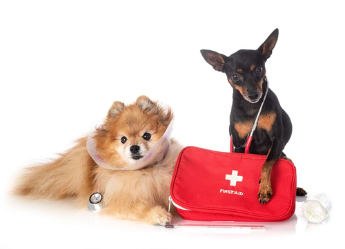 Mastering Pet First Aid for Pet Groomers 7 Top Tips.png