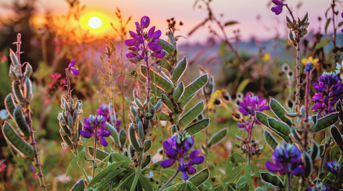 Untitled design (6).png