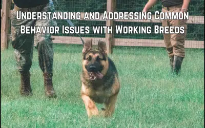 Police K9 Training Guide | K9 Training Tips | Custom Canine Unlimited.webp