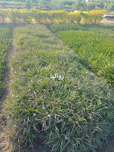 WhatsApp Image 2024 01 26 at 13.14.45 843acfc1.jpg