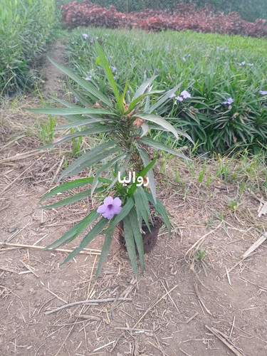 WhatsApp Image 2024 01 26 at 13.14.45 c05a8121.jpg