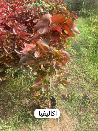 WhatsApp Image 2024 01 26 at 13.12.51 474abba8.jpg