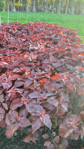 WhatsApp Image 2024 01 26 at 13.14.35 0ec01d6d.jpg