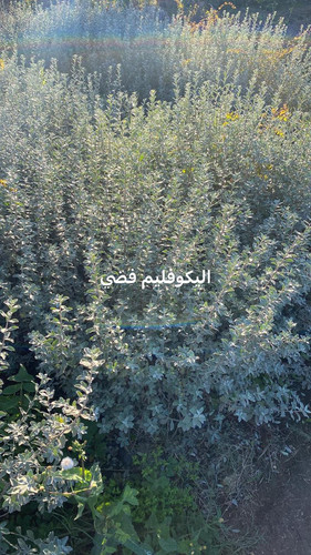 WhatsApp Image 2024 01 26 at 13.14.35 019a0991.jpg