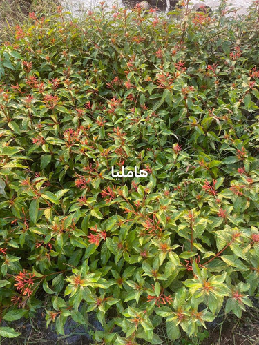 WhatsApp Image 2024 01 26 at 13.14.35 1514ac04.jpg