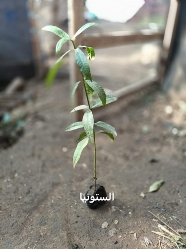 WhatsApp Image 2024 01 26 at 13.14.40 460fbaf8.jpg