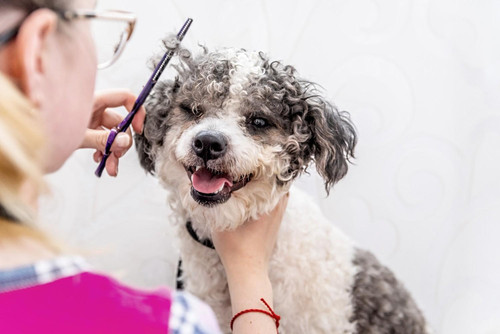 How Do You Boost Your Pet Grooming Career and Stay at the Top.jpg