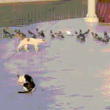 kotgolub.gif