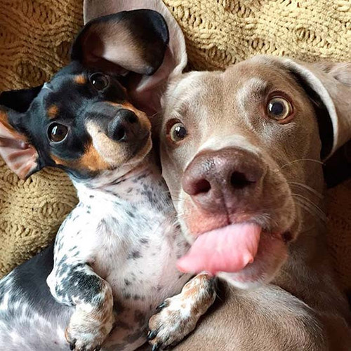 selfie animal 5.jpg