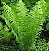 fern.jpg