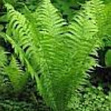 fern