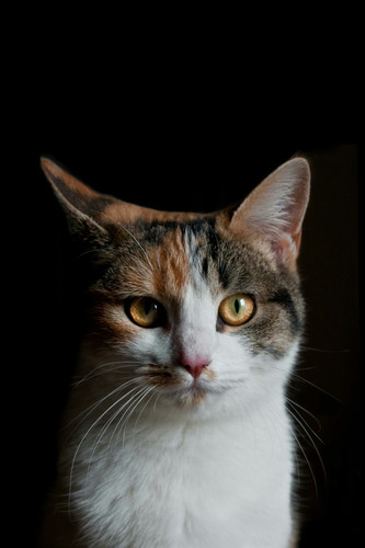  fhdanimals137.jpg
