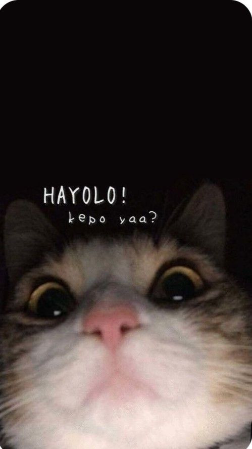 Wallpaper lucu.jpg
