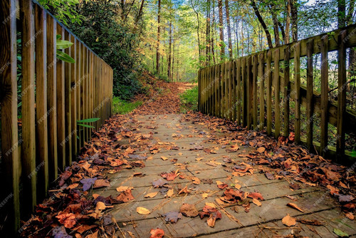 beautiful view greenery bridge forest perfect background 181624 17827.jpg
