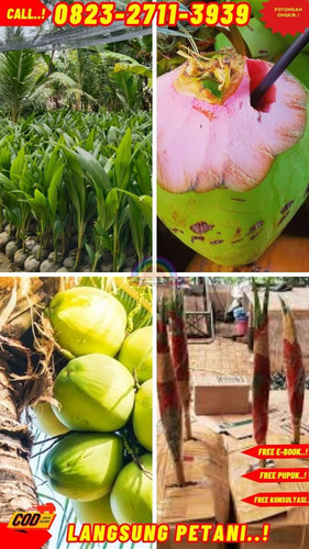 PROMO RESELLER ! H.Tovix CALL : 0823-2711-3939 Jual Pohon Kelapa Free Fire di Kebumen-Adimulyo-Teman.jpg