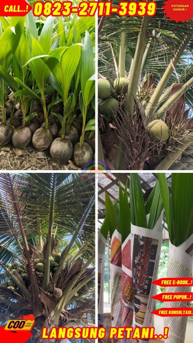 GRATIS KONSULTASI ! H.Tovix CALL : 0823-2711-3939 Jual Pohon Kelapa Flanel di Kebumen-Adimulyo-Wajas.jpg