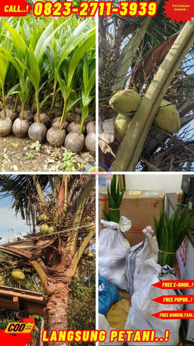 BANTING HARGA ! H.Tovix CALL : 0823-2711-3939 Jual Pohon Kelapa Free Fire Png di Kebumen-Adimulyo-Te.jpg