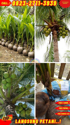 PAKET PENJUAL ! H.Tovix CALL : 0823-2711-3939 Jual Pohon Kelapa Full di Kebumen-Alian-Bojongsari.jpg