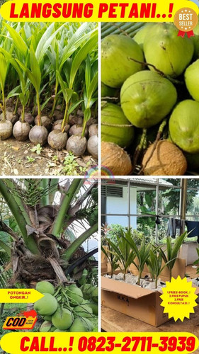 HARGA PENJUAL ! H.Tovix CALL : 0823-2711-3939 Jual Bibit Bibit Kelapa Genjah di Kebumen-Kebumen-Cand.jpg