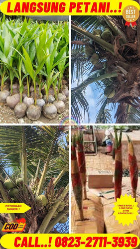 HARGA PARTAI ! H.Tovix CALL : 0823-2711-3939 Jual Pohon Kelapa Estetik di Kebumen-Adimulyo-Males.jpg
