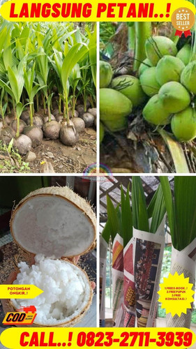 GROSIRAN ! H.Tovix CALL : 0823-2711-3939 Jual Pohon Kelapa Food Court di Kebumen-Adimulyo-Tegalsari.jpg