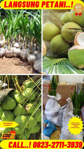 PAKET PENJUAL ! H.Tovix CALL : 0823-2711-3939 Jual Pohon Kelapa Entok di Kebumen-Adimulyo-Mangunharj.jpg