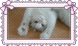 kittystamp.gif