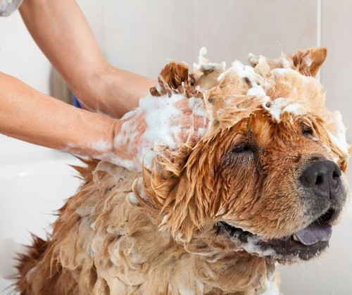 Explore Aeslin Pup Hub Ukrainian Village Grooming Services in Chicago.jpg